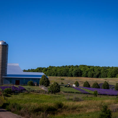 lavendar hill farm (1 of 1)