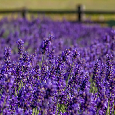 lavender (7 of 17)