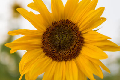 Sunflower Floral Design Workshop