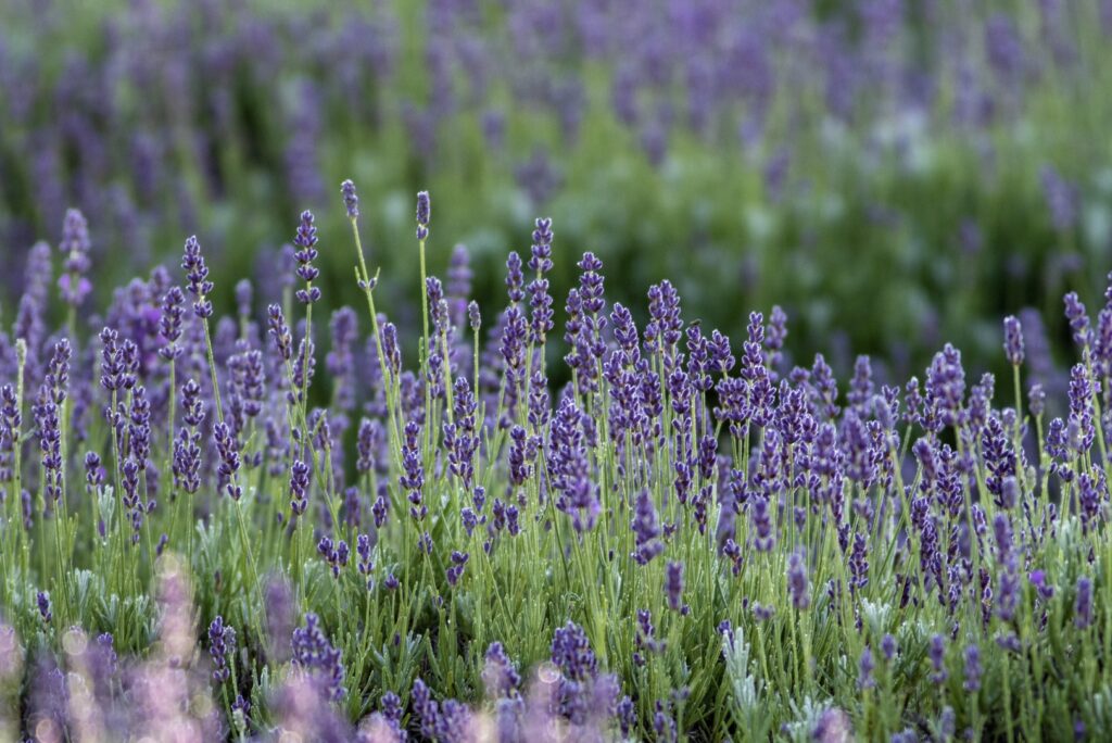 How to Identify your Lavender Species – Lavender Hill Farm