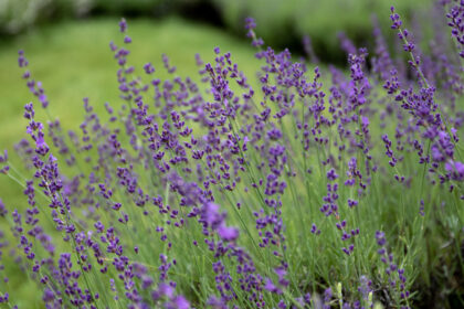 How to Identify your Lavender Species