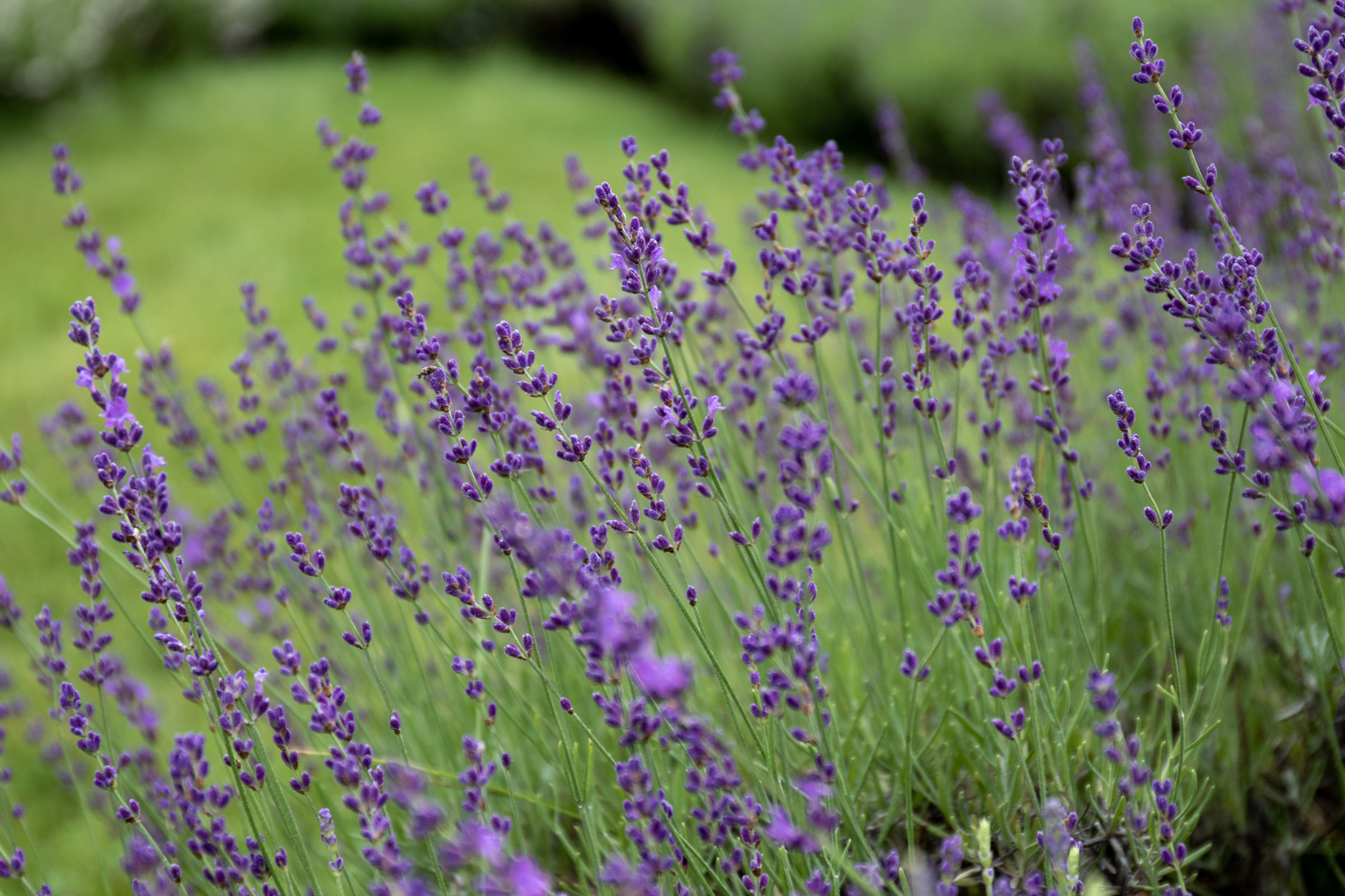 How to Identify your Lavender Species – Lavender Hill Farm