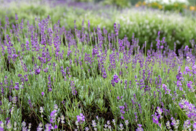 Planting Lavender in the Ground