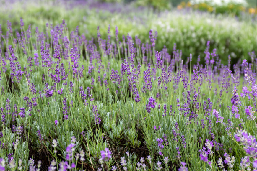 Planting Lavender in the Ground Lavender Hill Farm