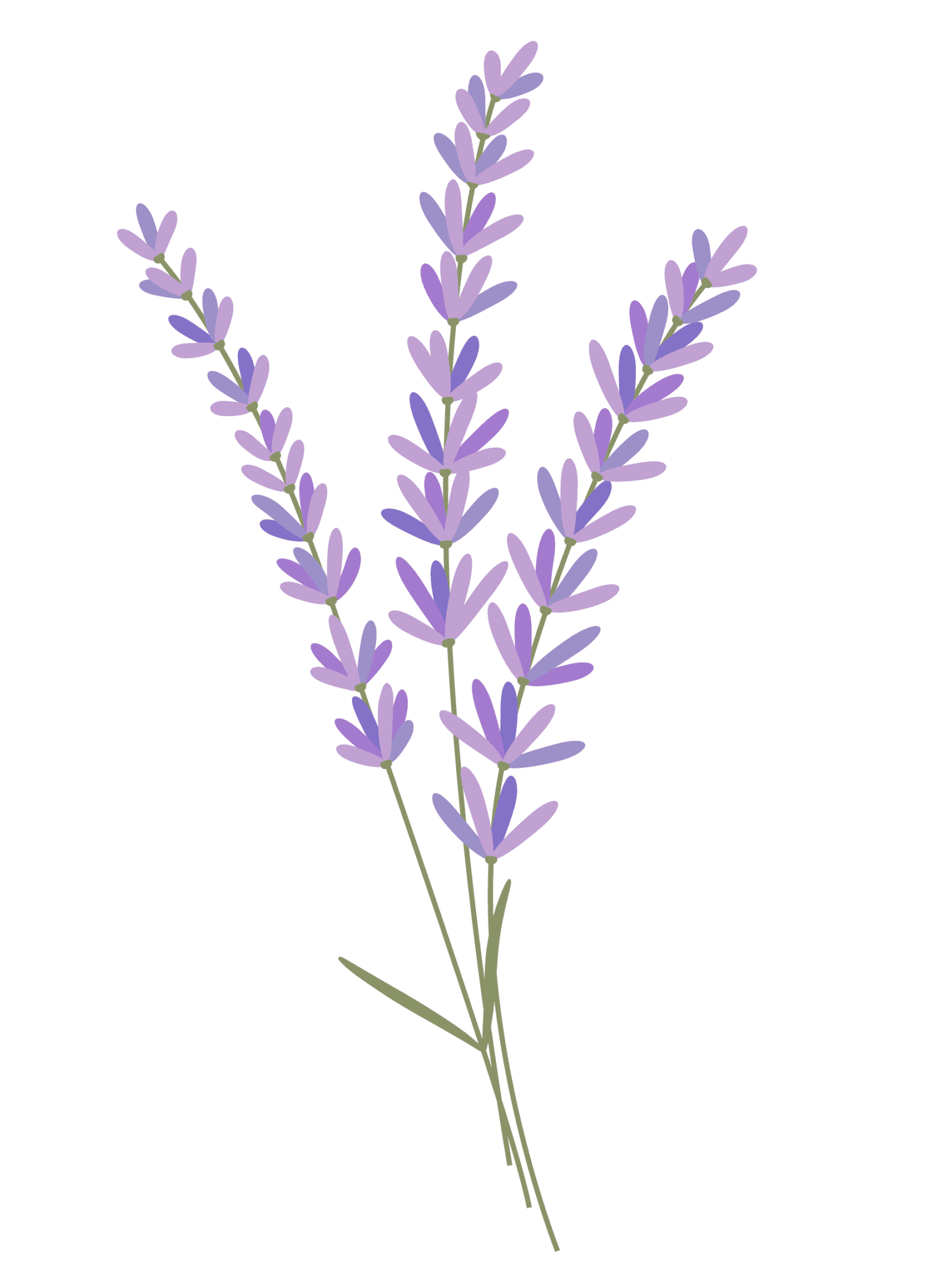 Planting Lavender in the Ground Lavender Hill Farm