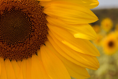 Lavender Hill Farm’s Sunflower Festival