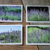 Greeting Card Variety Pack - Image 3