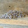 Craft Lavender - Image 3