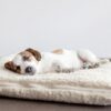 Pet Bed Spray - Image 3