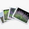 Greeting Card Variety Pack