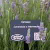 Grosso Lavender Essential Oil - Image 4