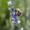 Lavender Hill Farm Honey - Image 3
