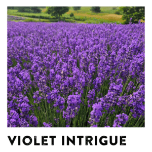 Lavender Varieties: Violet Intrigue - Lavender Hill Farm