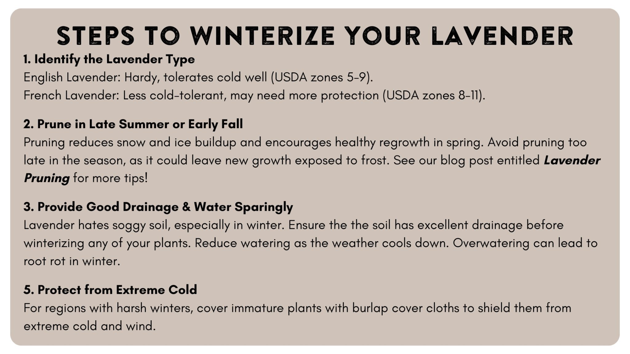 How to Winterize Your Lavender - Lavender Hill Farm