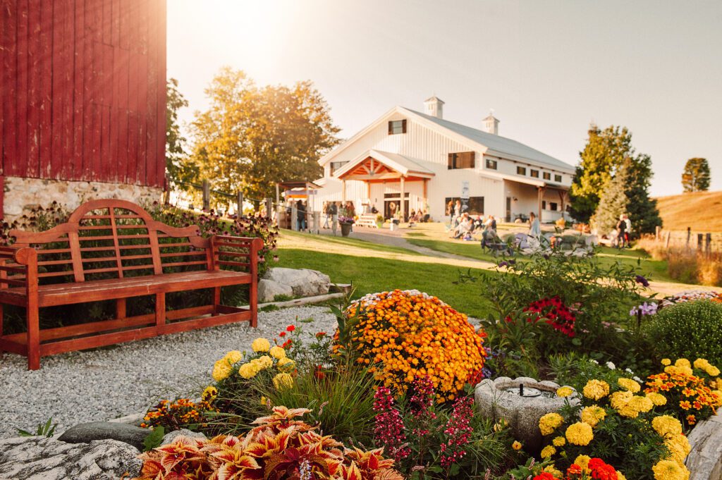 A colorful fall view of the new Farmhouse building at Lavender Hill Farm with the sun peeking around the corner of the century old red barn with a colorful assortment of flowers and a bench in front.