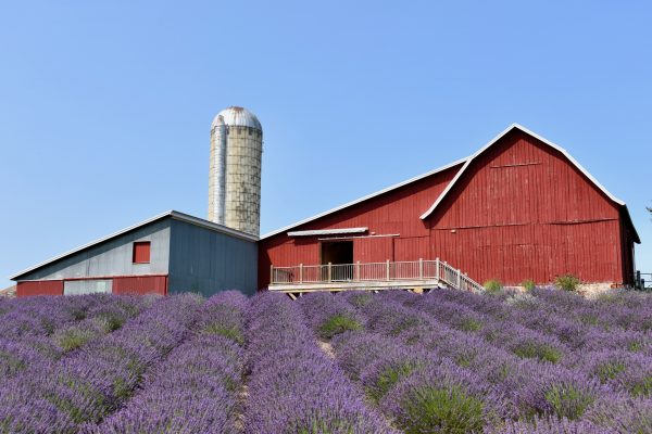 Lavender in Bloom Photo by Lauren Tyszka 7-25-24 DSC_0542