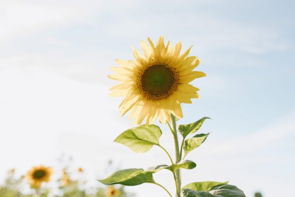 Sunflower Erin Wiseman Sep 03 2022, 3 37 28 AM