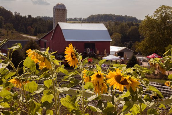 Sunflower Festival Amoser091722 4V6A5194