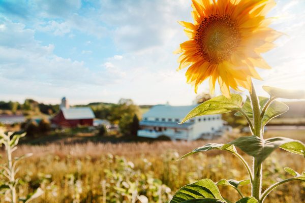 Sunflower Kim Mettler - Michigan Barefoot Memories Photography KRP_4077